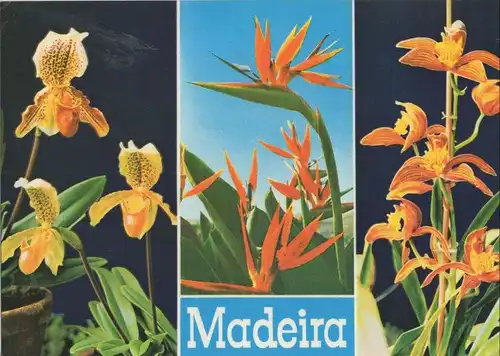 Portugal - Madeira - Portugal - Blumen