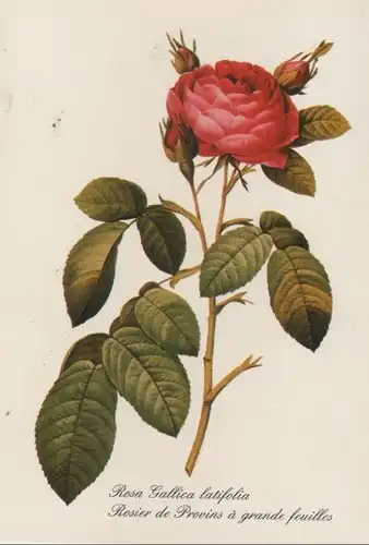 Rosa Gallica latifolia blühend