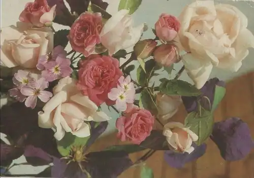 Rosen blühend