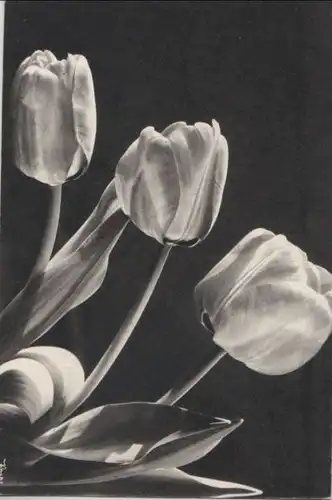 Tulpen schwarzweiß