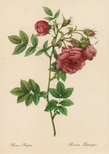 Rosa Rapa blühend