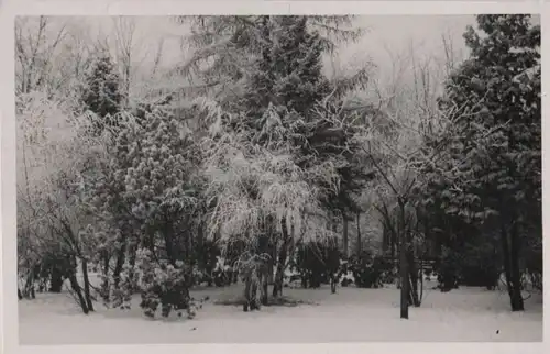 Winterwald mit Schnee
