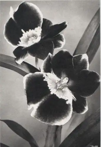 Blüten schwarzweiß