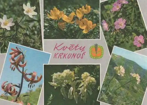 Tschechien - Tschechien - Kvety Krkonos - ca. 1975
