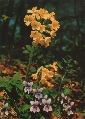 Wald-Schlüsselblume blühend