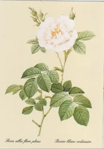 Rosa alba flore pleno blühend