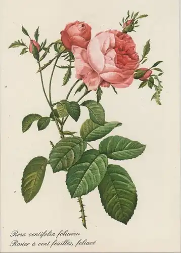 Rosa centifolia foliacea blühend