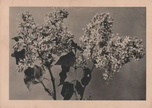 Zweig mit Blüten
