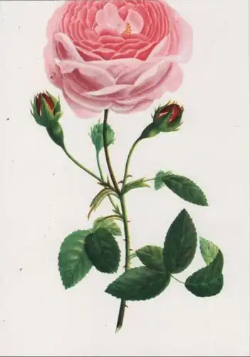 Rosa Hybr. Bengalensis blühend