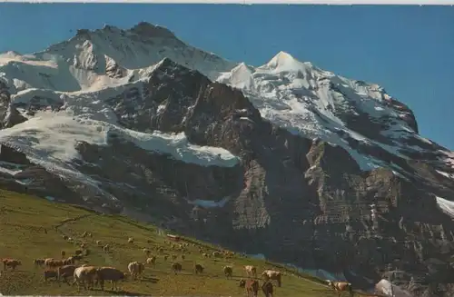 Schweiz - Jungfrau - Schweiz - Kühe