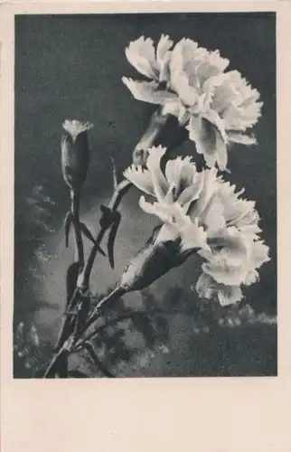 Blüten und Knospe