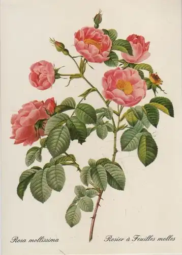 Rosa mollissima blühend