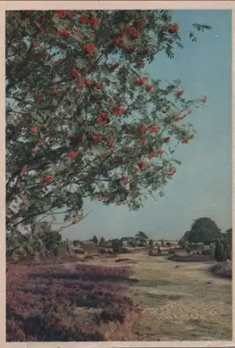 blühender Baum in der Heide - 1958