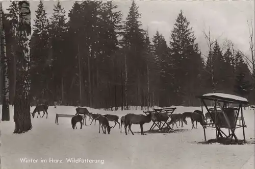 Harz - Wildfütterung
