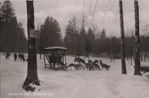 Harz - Wildfütterung im Winter