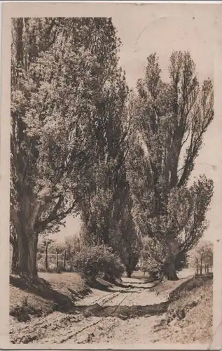 unbefestigter Weg zwischen hohen Bäumen - 1949