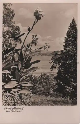 Mainau - Durchblick auf den See - ca. 1950