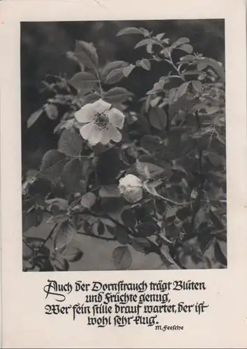 Der Dornbusch trägt Blüten M. Feesche