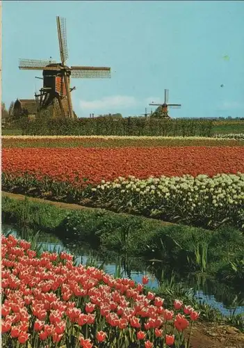 Niederlande - Niederlande - Holland - Blumenschmuck - ca. 1980