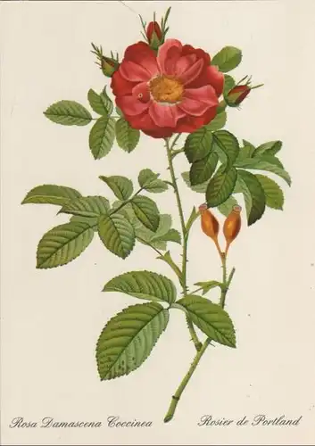 Rosa Damascena Coccinea blühend