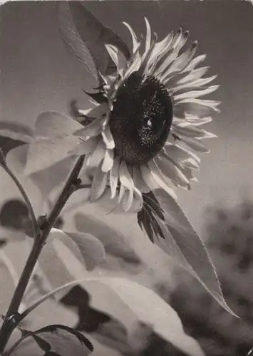 Sonnenblume - Blaukreuzjugendwerk - 1962