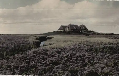 Halligen - Bondestabe und Meerstrandswermut