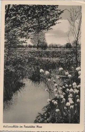 Freistatt bei Sulingen - Wollgrasblüte im Freistätter Moor