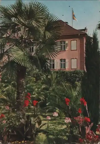 Mainau - Palmenhain mit Indischem Blumenrohr - ca. 1965
