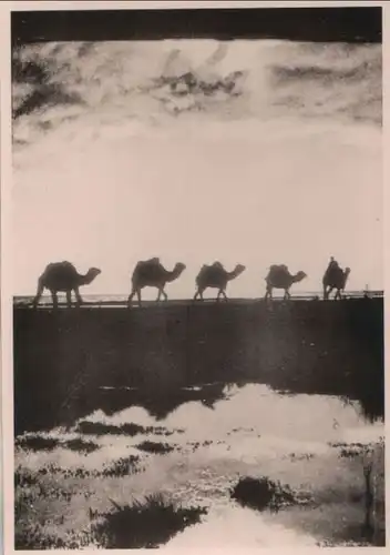 Kamele - Photokarte - ca. 1950