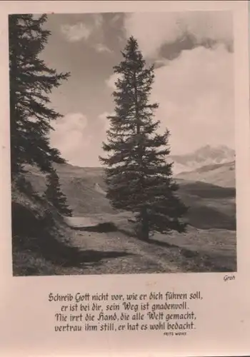 Nadelbaum vor Berg - 1960