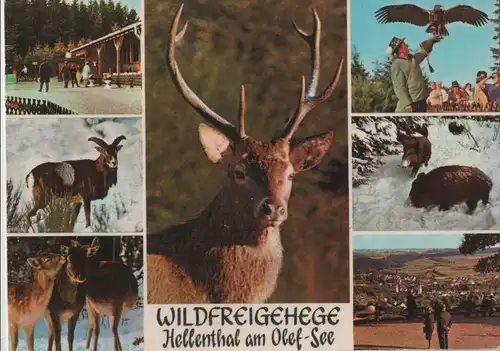 Hellenthal - Wildfreigehege am Olef-See - ca. 1970