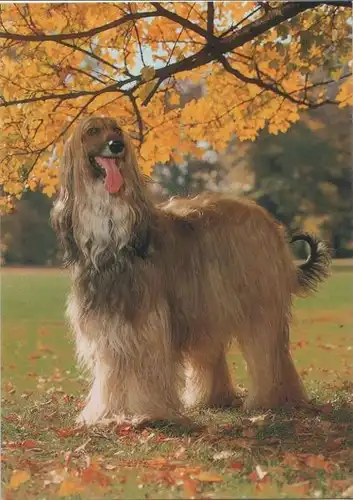 langfelliger Hund draußen