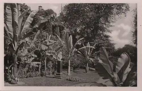 Mainau - Musengarten mit Bananenstauden - ca. 1960