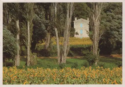 Sonnenblumen blühend