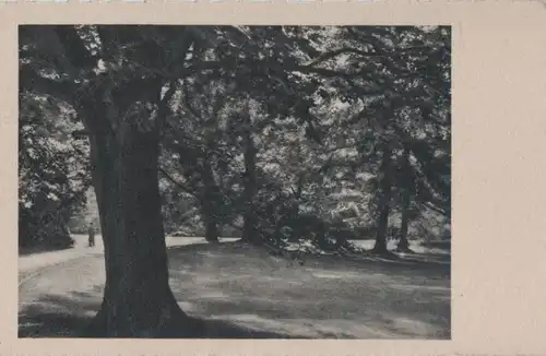 Park mit Bäumen - ca. 1955