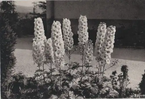 Weißer Rittersporn 1967
