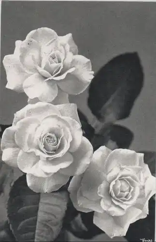 Rosen Dreifachblüte