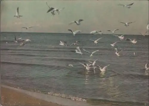 Ostsee - Möwen am Strand - 1965