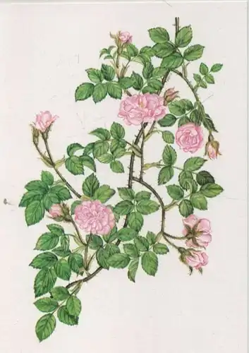 Rosarium Sangerhausen Rosa gallica Zoe
