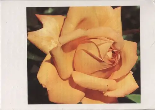 Rose gelb [auf Pappe aufgeklebtes Bild]