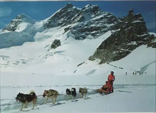Schweiz - Schweiz - Berner Oberland - Polarhunde auf Jungfraujoch - 1993