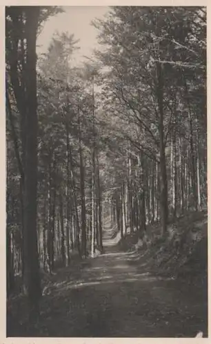 Im Wald - ca. 1955