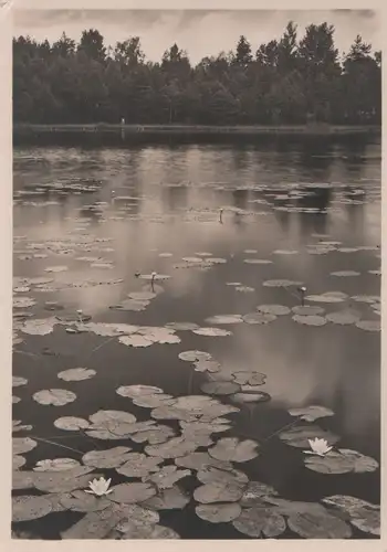 Waldsee mit Seerosen - ca. 1950