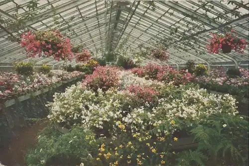 Frankfurt am Main - Palmengarten - Begonia