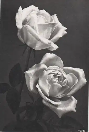schwarzweißes Foto 2 Rosen