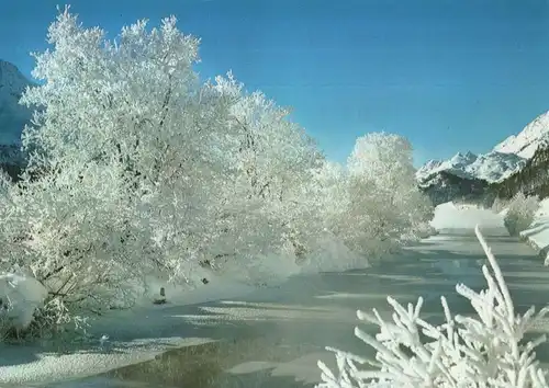 Winterbild - weiße Bäume