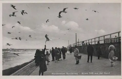 Norderney - Möwe frißt aus der Hand - ca. 1950