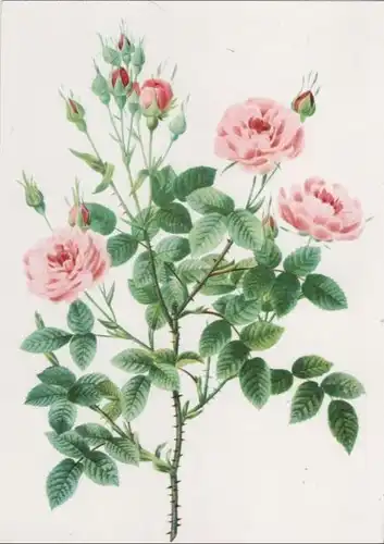Rosa Pomponia blühend