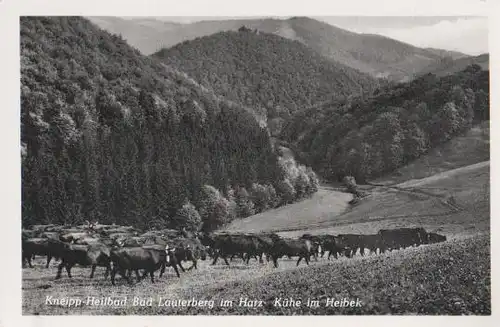 Bad Lauterberg - Kühe im Heibek - ca. 1955