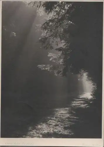 Breiter Bach im Wald - 1955
